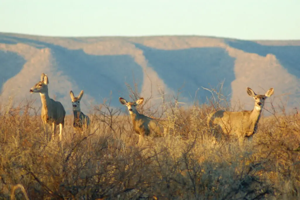 4 mule deer does hot desert ridge What Tastes Better? Mule Deer vs. Whitetail Deer