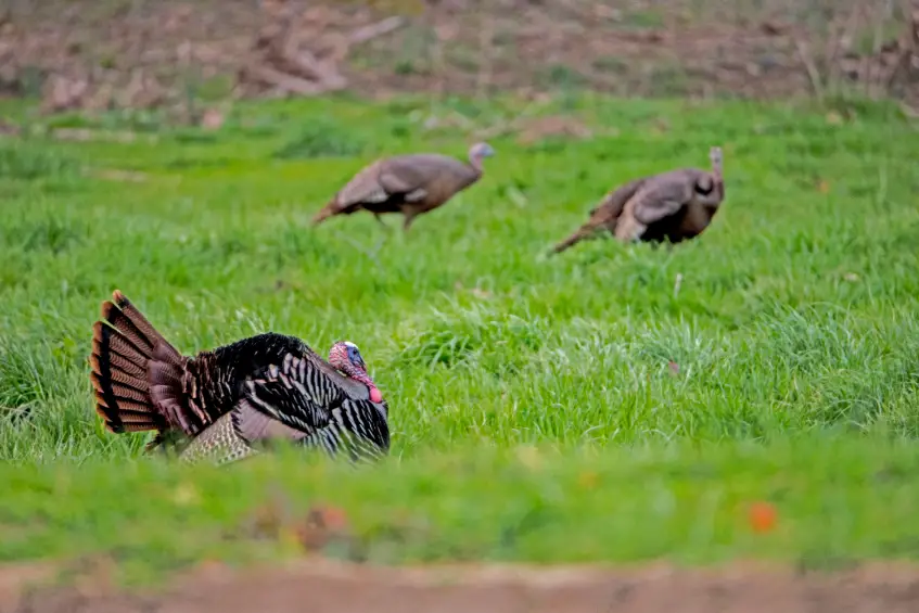 Idaho Turkey Hunting How To Hunt The Gem State Pine Trees and Solitude