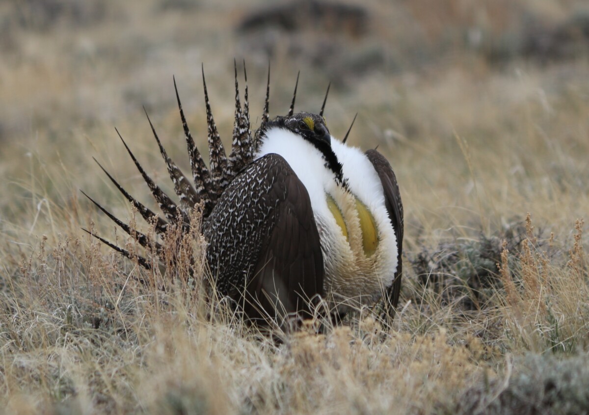 Sage Grouse Hunting Guide Idaho, Montana, & Wyoming Pine Trees and